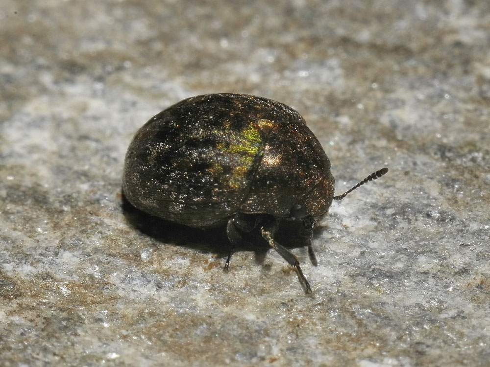 Cytilus sericeus (Byrrhidae)